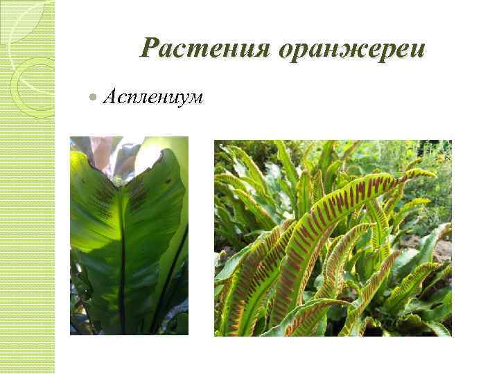Растения оранжереи Асплениум 