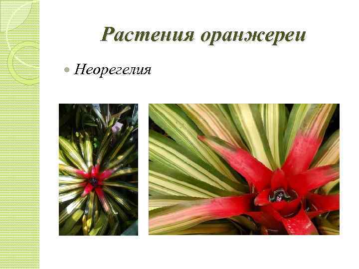 Растения оранжереи Неорегелия 