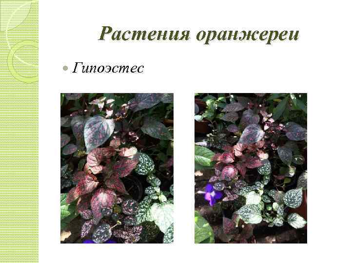 Растения оранжереи Гипоэстес 