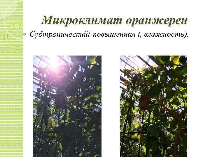 Микроклимат оранжереи Субтропический( повышенная t, влажность). 
