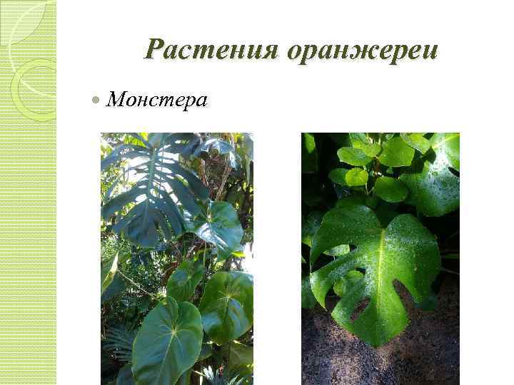 Растения оранжереи Монстера 