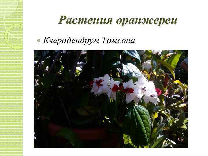 Растения оранжереи Клеродендрум Томсона 