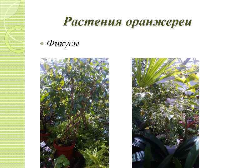 Растения оранжереи Фикусы 
