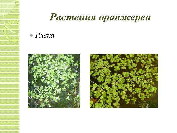 Растения оранжереи Ряска 