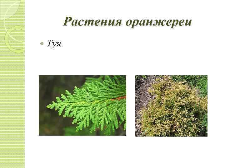 Растения оранжереи Туя 