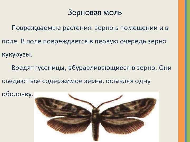 Зерновая моль Повреждаемые растения: зерно в помещении и в поле. В поле повреждается в