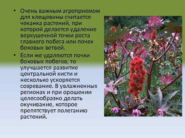 Клещевина фото и описание ядовитое растение