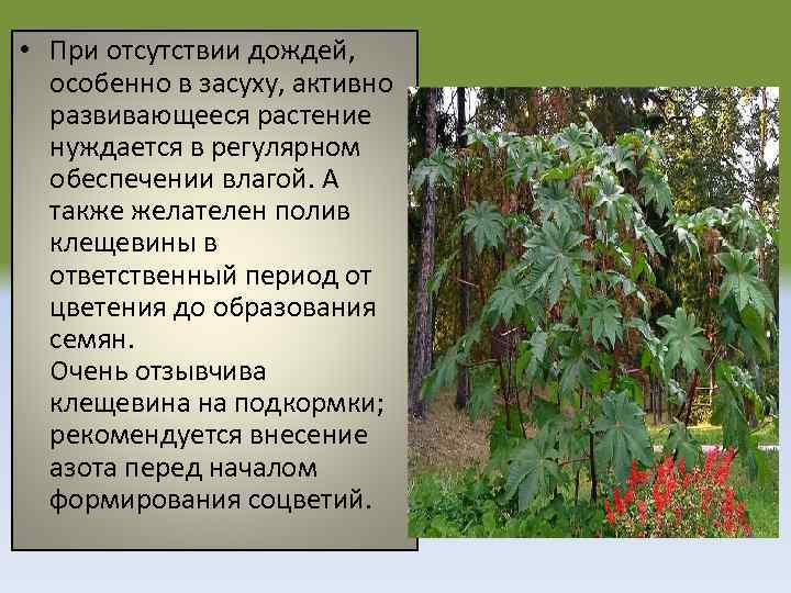 Клещевина фото и описание ядовитое растение