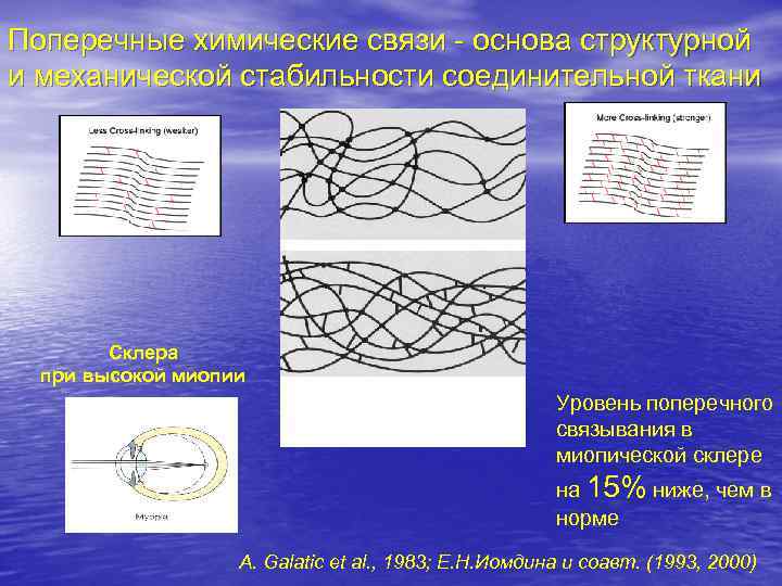 Поперечные химические связи - основа структурной и механической стабильности соединительной ткани Склера при высокой