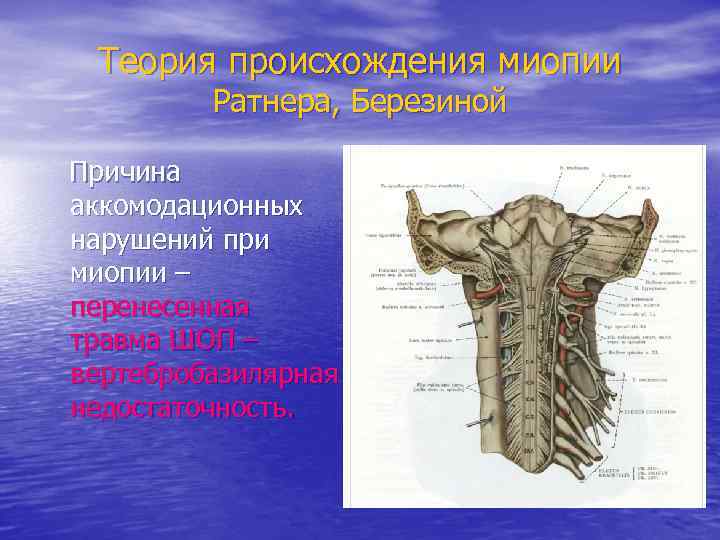 Теория происхождения миопии Ратнера, Березиной Причина аккомодационных нарушений при миопии – перенесенная травма ШОП