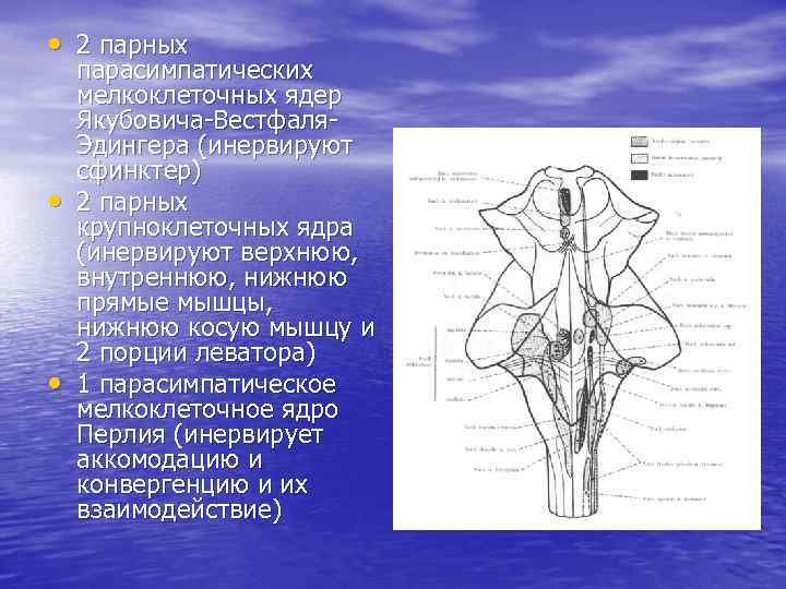  • 2 парных • • парасимпатических мелкоклеточных ядер Якубовича-Вестфаля. Эдингера (инервируют сфинктер) 2