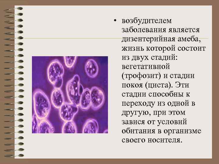  • возбудителем заболевания является дизентерийная амеба, жизнь которой состоит из двух стадий: вегетативной