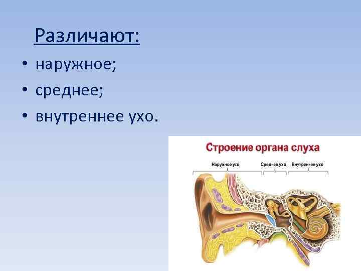  Различают: • наружное; • среднее; • внутреннее ухо. 