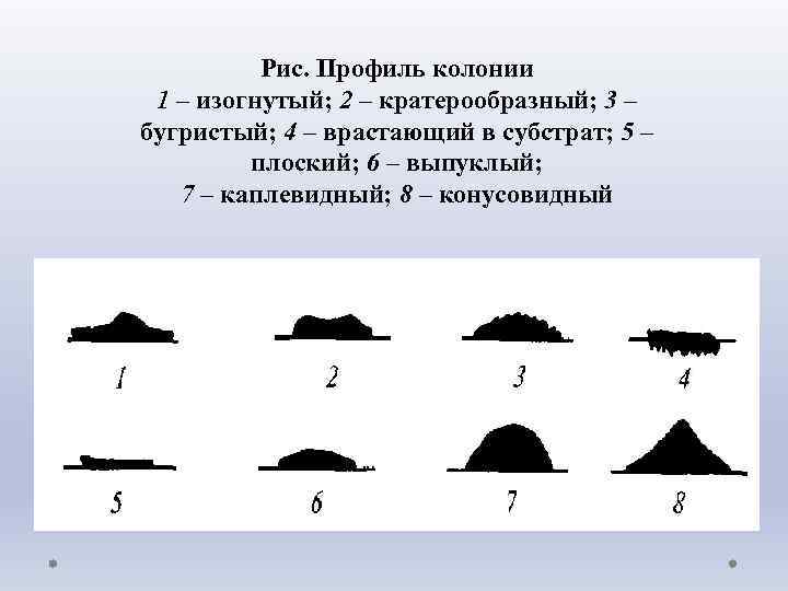 Рис. Профиль колонии 1 – изогнутый; 2 – кратерообразный; 3 – бугристый; 4 –