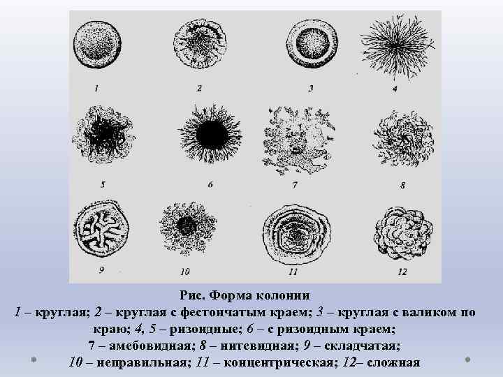 Рис. Форма колонии 1 – круглая; 2 – круглая с фестончатым краем; 3 –