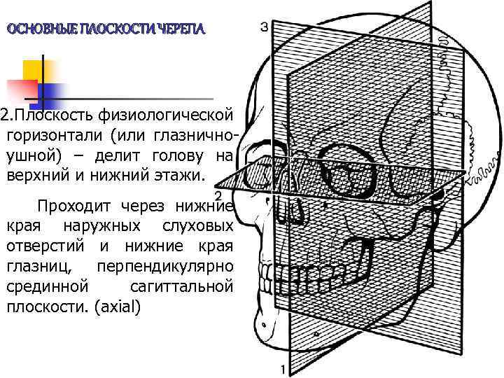 ОСНОВНЫЕ ПЛОСКОСТИ ЧЕРЕПА 2. Плоскость физиологической горизонтали (или глазничноушной) – делит голову на верхний