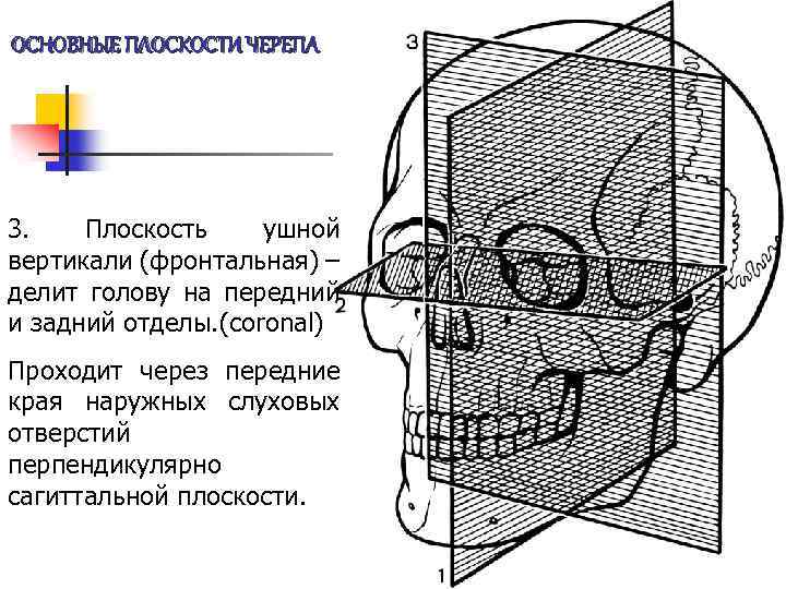 ОСНОВНЫЕ ПЛОСКОСТИ ЧЕРЕПА 3. Плоскость ушной вертикали (фронтальная) – делит голову на передний и