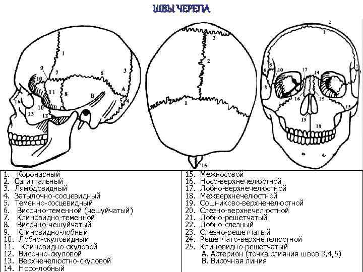 Шов между теменными костями. Клиновидно-лобный шов черепа. Соединение костей черепа анатомия. Виды швов черепа анатомия человека. Швы черепа лобная кость.