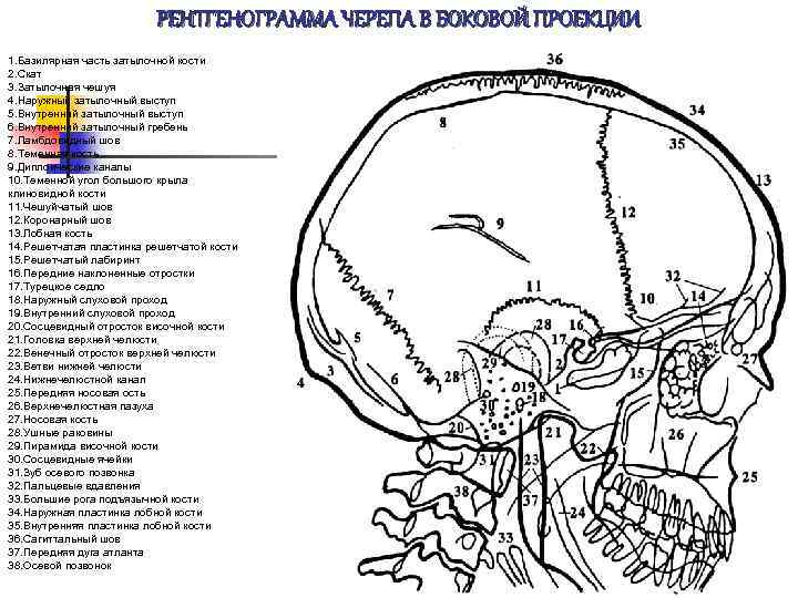 Наружный затылочный выступ. Кости черепа рентген анатомия. Череп в боковой проекции рентген анатомия. Рентгенограмма черепа в боковой проекции. Боковой снимок черепа рентген анатомия.