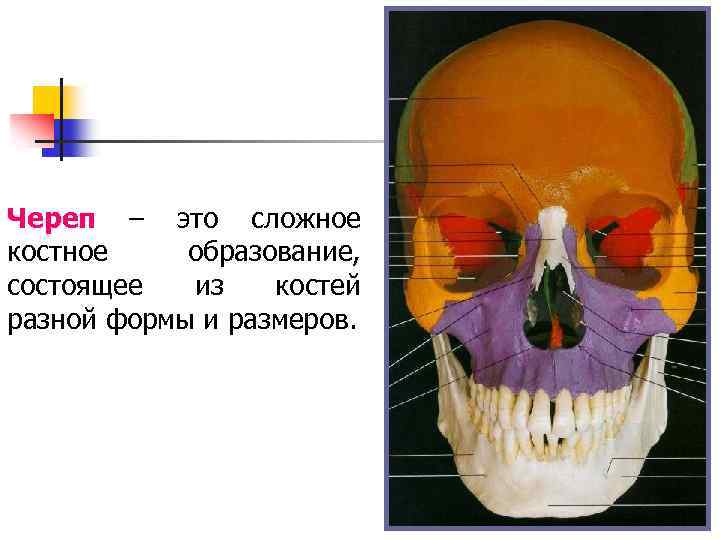 Череп – это сложное костное образование, состоящее из костей разной формы и размеров. 