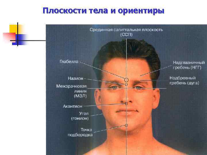 Плоскости тела и ориентиры 