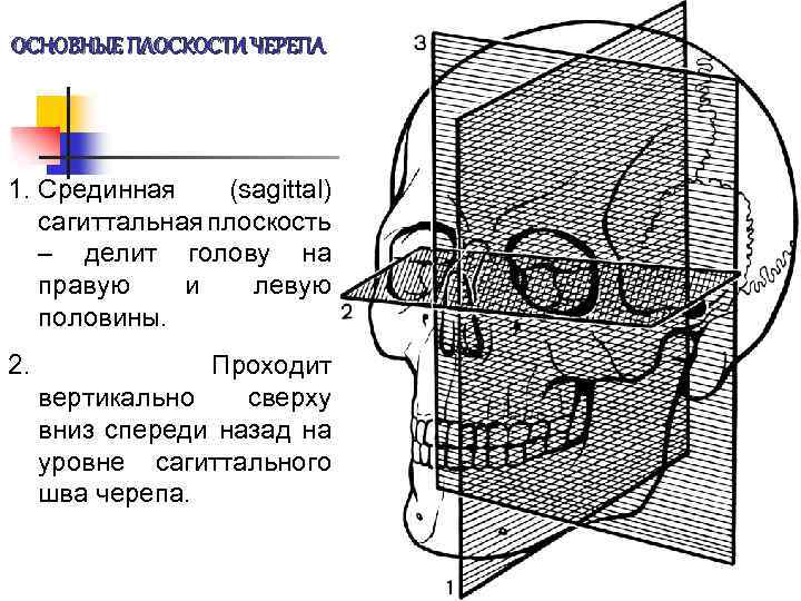 ОСНОВНЫЕ ПЛОСКОСТИ ЧЕРЕПА 1. Срединная (sagittal) сагиттальная плоскость – делит голову на правую и