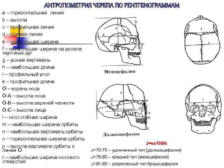 АНТРОПОМЕТРИЯ ЧЕРЕПА ПО РЕНТГЕНОГРАММАМ a – горизонтальная линия b – высота c – профильная