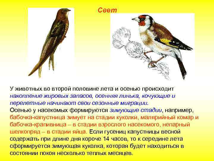 Свет У животных во второй половине лета и осенью происходит накопление жировых запасов, осенняя