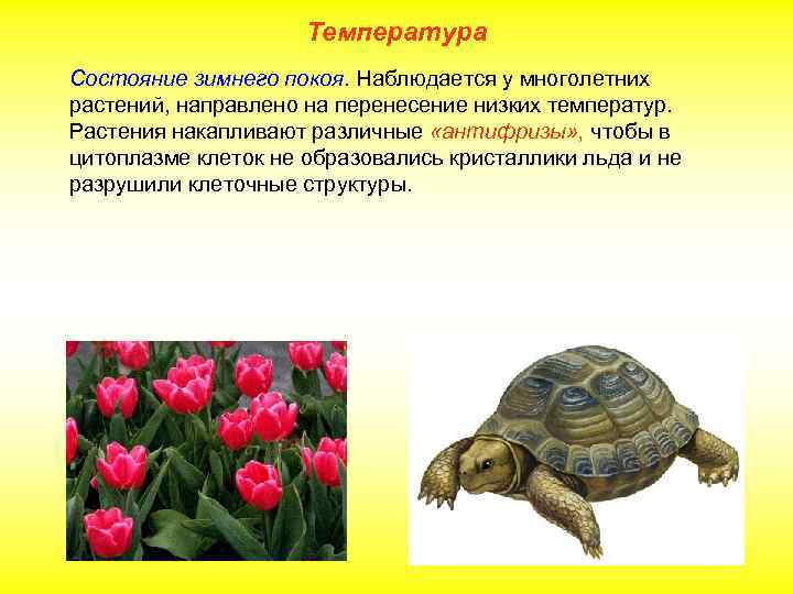 Температура Состояние зимнего покоя. Наблюдается у многолетних растений, направлено на перенесение низких температур. Растения