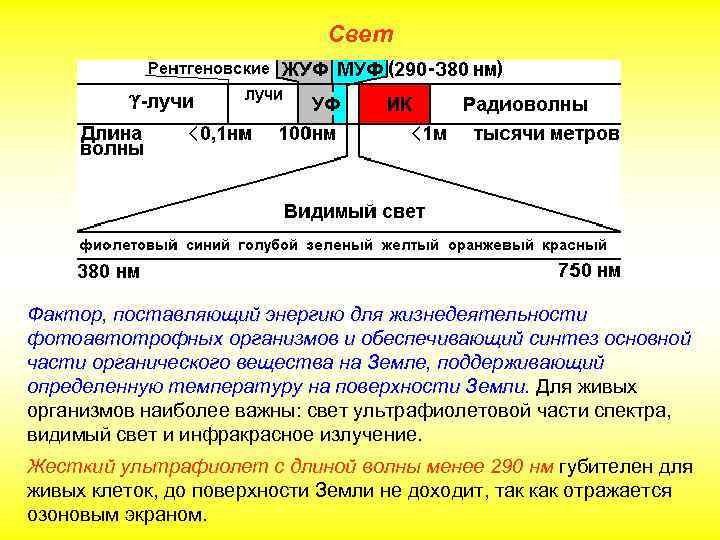 Свет Фактор, поставляющий энергию для жизнедеятельности фотоавтотрофных организмов и обеспечивающий синтез основной части органического