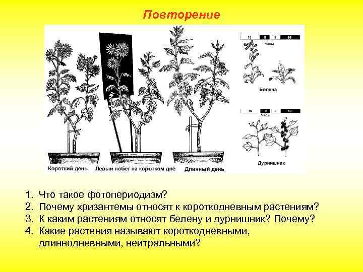 Повторение 1. 2. 3. 4. Что такое фотопериодизм? Почему хризантемы относят к короткодневным растениям?