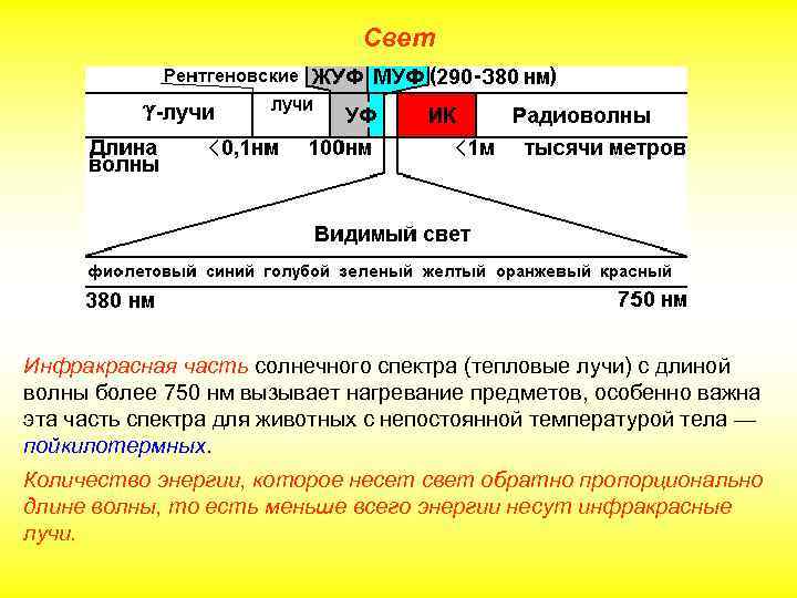 Свет Инфракрасная часть солнечного спектра (тепловые лучи) с длиной волны более 750 нм вызывает