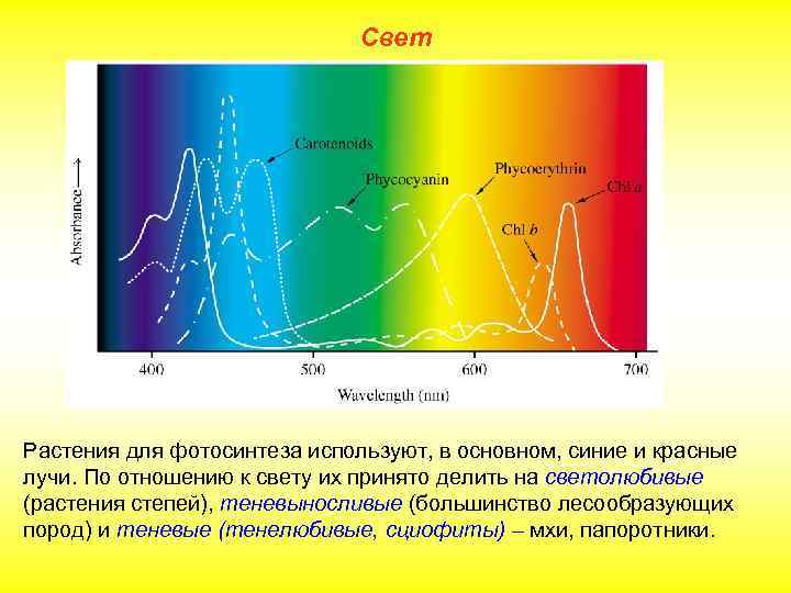 Свет Растения для фотосинтеза используют, в основном, синие и красные лучи. По отношению к