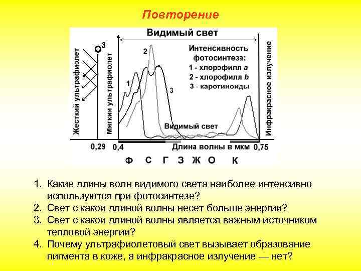 Повторение 1. Какие длины волн видимого света наиболее интенсивно используются при фотосинтезе? 2. Свет