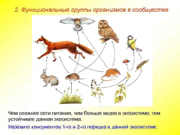 Рассмотреть рисунок представленный ниже номерами обозначены организмы образующие