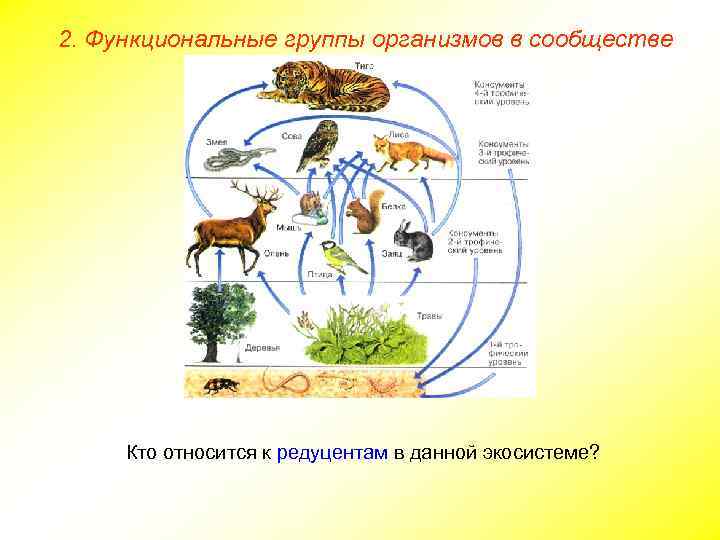 Графическое изображение соотношения между продуцентами консументами и редуцентами в биоценозе тест