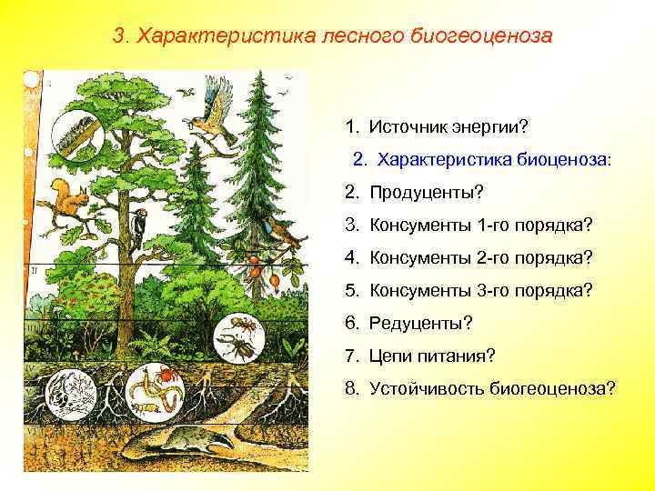 3. Характеристика лесного биогеоценоза 1. Источник энергии? 2. Характеристика биоценоза: 2. Продуценты? 3. Консументы