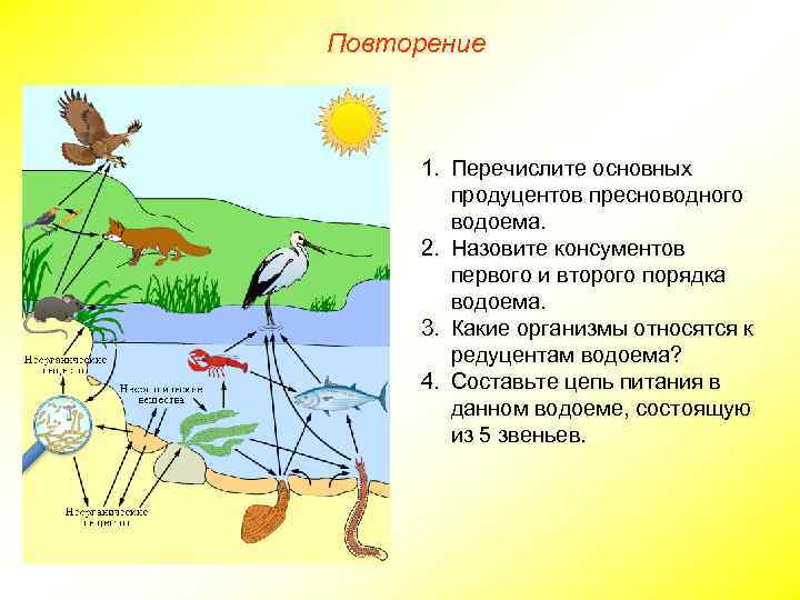 Пищевая цепь пруда схема