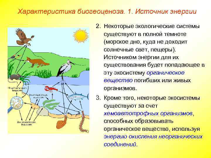 Характеристика биогеоценоза. 1. Источник энергии 2. Некоторые экологические системы существуют в полной темноте (морское