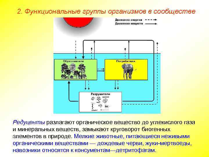 2. Функциональные группы организмов в сообществе Редуценты разлагают органическое вещество до углекислого газа и