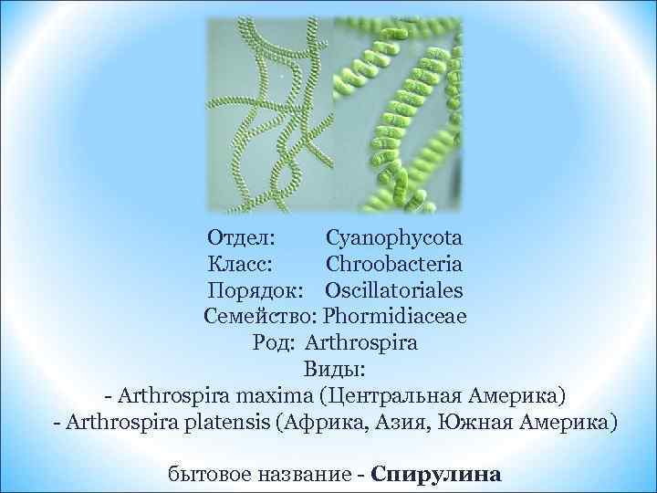 Отдел: Cyanophycota Класс: Chroobacteria Порядок: Oscillatoriales Семейство: Phormidiaceae Род: Arthrospira Виды: - Arthrospira maxima