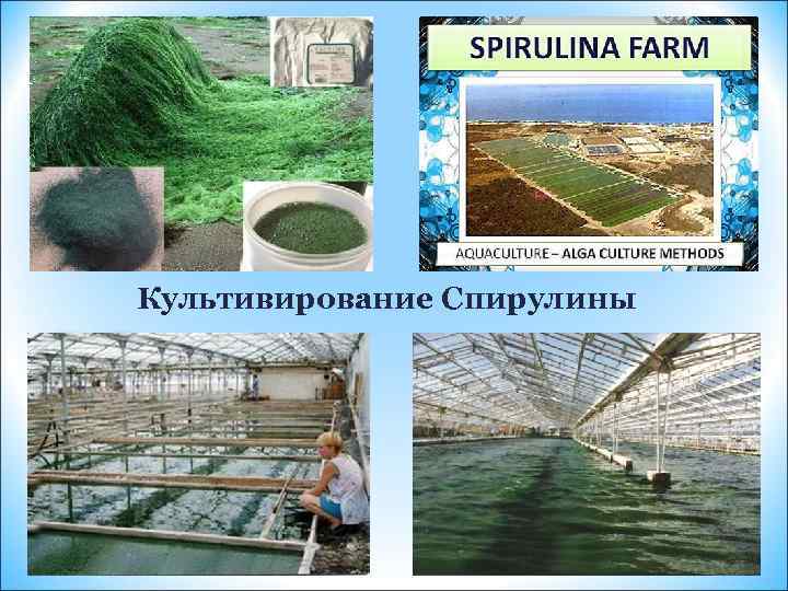 Культивирование Спирулины 