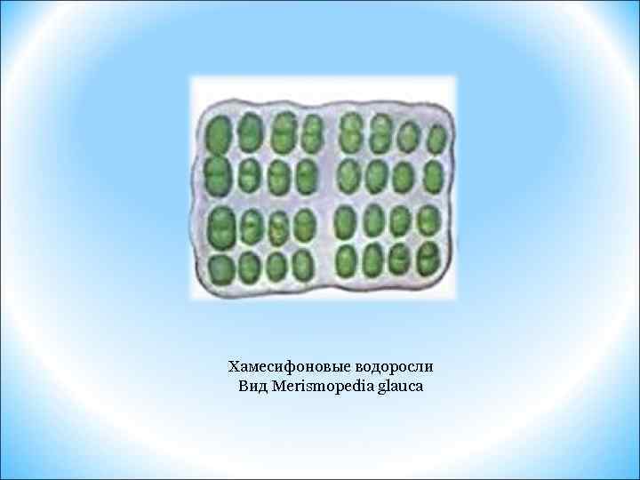 Хамесифоновые водоросли Вид Merismopedia glauca 