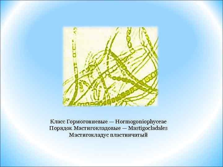 Класс Гормогониевые — Hormogoniophyceae Порядок Мастигокладовые — Mastigocladales Мастигокладус пластинчатый 