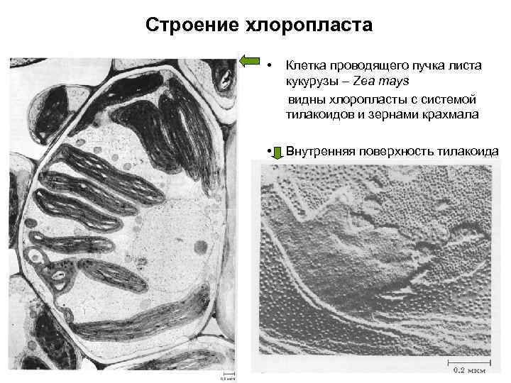 Строение хлоропласта • Клетка проводящего пучка листа кукурузы – Zea mays видны хлоропласты с