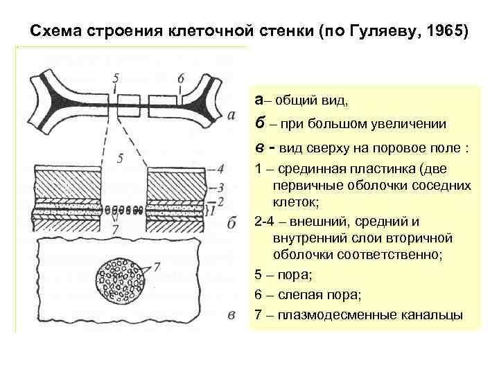 Схема строения клеточной стенки (по Гуляеву, 1965) а– общий вид, б – при большом