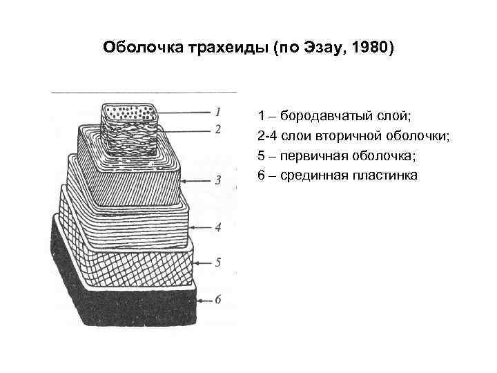 Оболочка трахеиды (по Эзау, 1980) 1 – бородавчатый слой; 2 -4 слои вторичной оболочки;