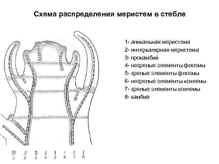 Меристемы стебля. Интеркалярная меристема. Апикальная меристема строение. Схема апикальной меристемы. Поверхностный слой апикальной меристемы.