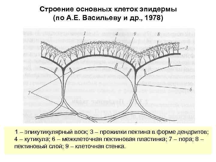 Строение основных клеток эпидермы (по А. Е. Васильеву и др. , 1978) 1 –