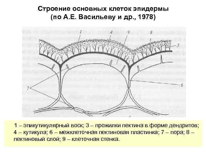 Кутикула у растений